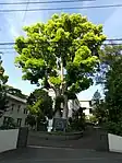 カトリック福岡司教区司教館のクスノキ