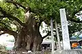 天然記念物指定石碑