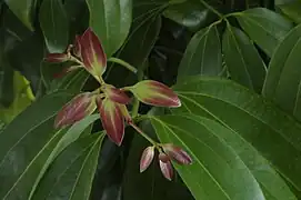 セイロンニッケイの葉