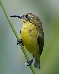 キバラタイヨウチョウ雌