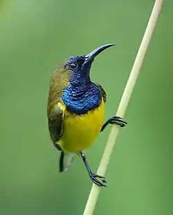 キバラタイヨウチョウ雄