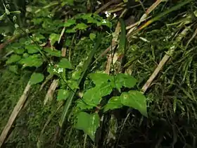 ミヤマタニタデ