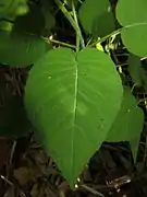 葉表。毛が生え、基部は心形になる。