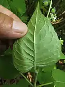 葉裏。毛が密生する。
