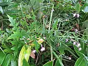 直立できず、他の植物に寄りかかっている