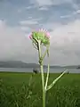 尾瀬沼畔