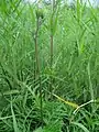 葉の基部は茎を抱く