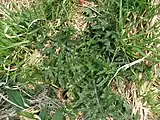 春のノアザミの根生葉