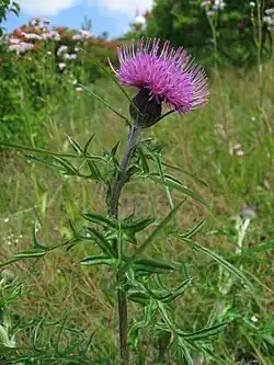 筒状花だけで構成された花序(ノアザミ)