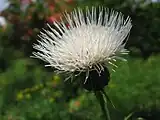 白花のノアザミ