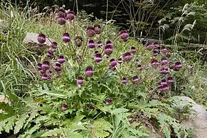 フジアザミの花