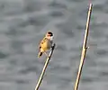 アシ原でさえずるセッカ