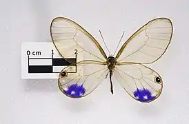 ルリモンスカシジャノメ亜種 esmeraldaC. andromeda esmeralda♂, ブラジル