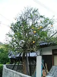 大日比の夏みかん原樹