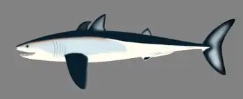 シンモリウム目に含まれる場合もあるクラドセラケ