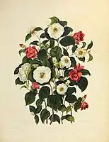 サミュエル・カーティスの"  Monograph on the Genus Camellia " (1818)の図版