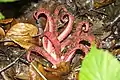 タコスッポンタケ（Clathrus archeri）