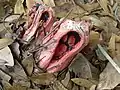 Clathrus columnatus。粘着質の胞子が形成されたところ