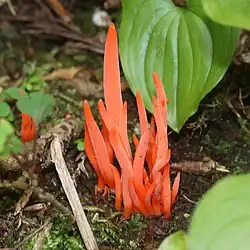 ベニナギナタタケ、飛騨山脈の剱岳(富山県中新川郡上市町)にて、2017年8月29日撮影