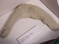 紀元前3000年ごろ、シュメール文明の粘土を焼いて作った鎌