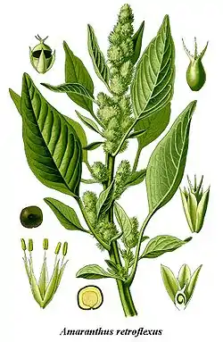 Amaranthus retroflexus