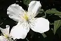 上向きに開く大きな花C. montana