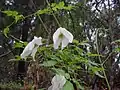 対生する2回3出複葉の葉が見えるC. columbiana var. columbiana