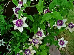 Clematis florida 'Sieboldii'