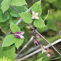ハンショウヅル Clematis japonica