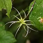 そう果