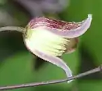 花の内部