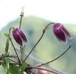 花柄の先端に鐘形の花をつける