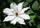 8枚の萼の花