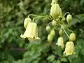 俯きの鐘形の花C. rehderiana