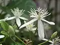 小さな4弁の花C. terniflora