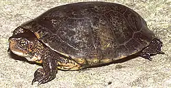 ブチイシガメA. marmorata