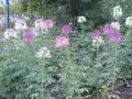 集団で開花する様子