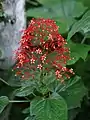 円錐花序の例C. paniculatum