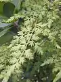 カニクサ2回羽状複葉の例