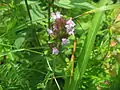 クルマバナ(シソ科) Clinopodium chinense subsp. grandiflorum
