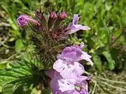 開出する毛が生えた萼と唇形の花冠。