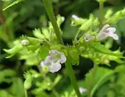 花冠は白色でわずかに紅紫色を帯びる。