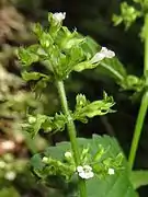 花穂は塔形で萼に短毛がある。