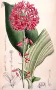 Clintonia andrewsiana