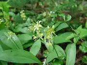 Clintonia borealis