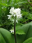 Clintonia udensisツバメオモト
