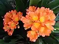 ウケザキクンシラン（園芸上で一般的なクンシラン）Clivia miniata