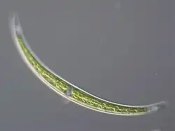 Closterium