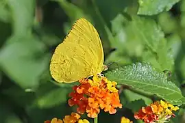 ワタリオオキチョウPhoebis sennae marcellina（オオキチョウ属）