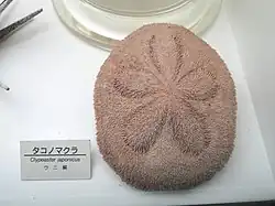 大阪市立自然史博物館展示品